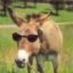 horse6