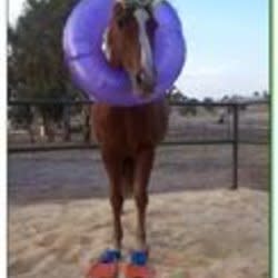 leadingfilly