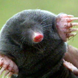 moles777