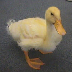 mrduck