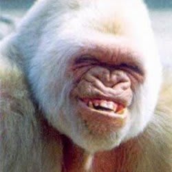 wightgorilla