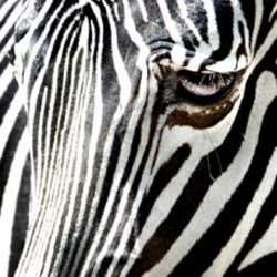 Fiverr profile picture for @zebra