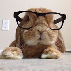 rabbitbreeders