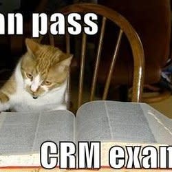 writer_cat