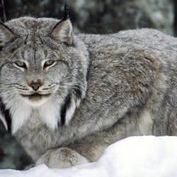 northern_lynx