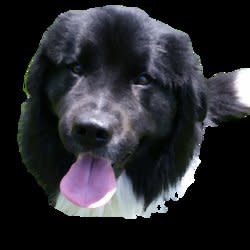hugrysammy