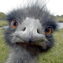 fjerr
