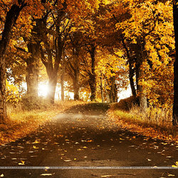 Fiverr profile picture for @landscapes
