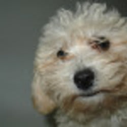 streetdog