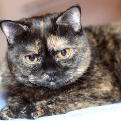 leathekitty