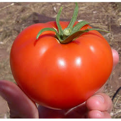 pomodori