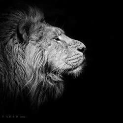 sheraz01234