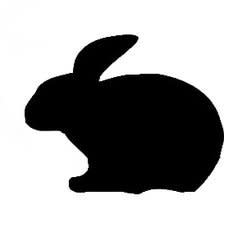 black_rabbit