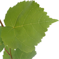 limetree