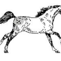 stallioninc1