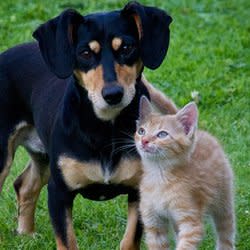 animalenergies