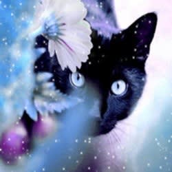 puffinmagic