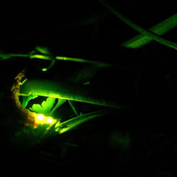 photuris