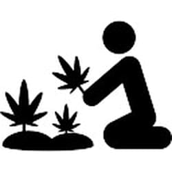 weedluv