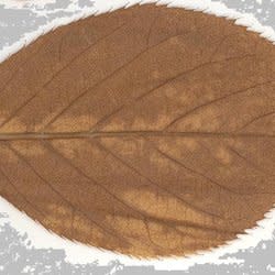 hazeltree
