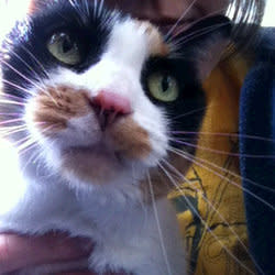 attackkitten