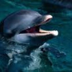 funkydolphin