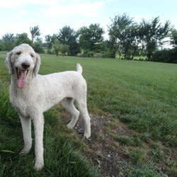 shaeadams