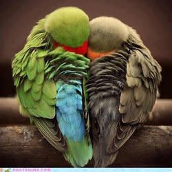 iamrohit