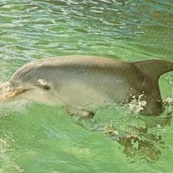 Fiverr profile picture for @jumbo