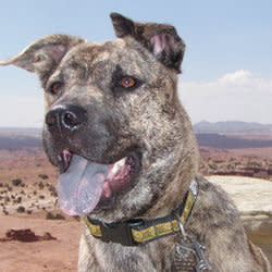 mightydingo