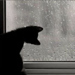 rainyview