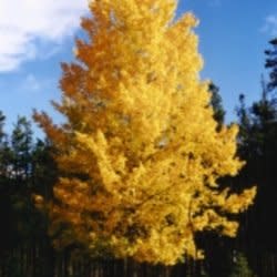 populus89