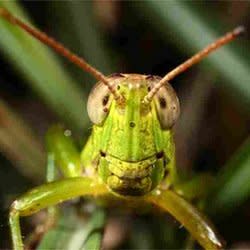 grasshoppa