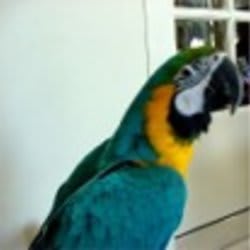 bgmacaw