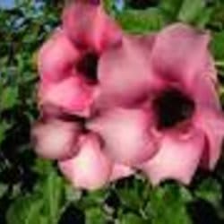 alamanda
