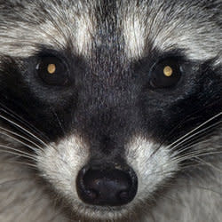 mapache_met