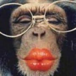Fiverr profile picture for @chimpanzee