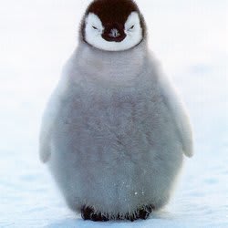 p3nguin