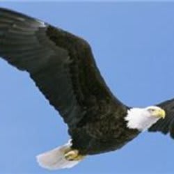 highflyer