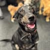 image-docs