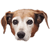 rivaldog