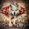 image-docs