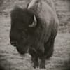 bisonboldco
