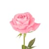 rose_mark56