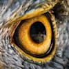 eagleeyes75