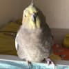 almog753