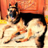 image-docs