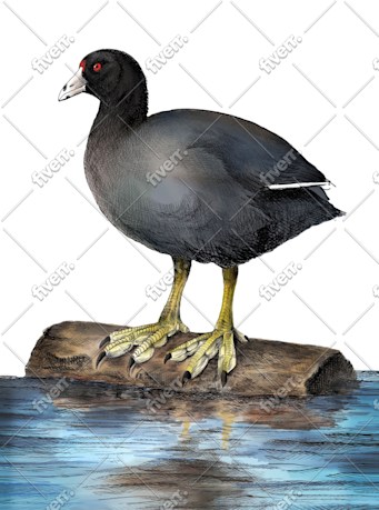 Imagem de amostra