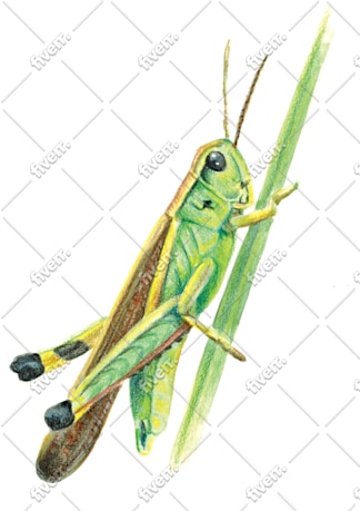 Worksample image