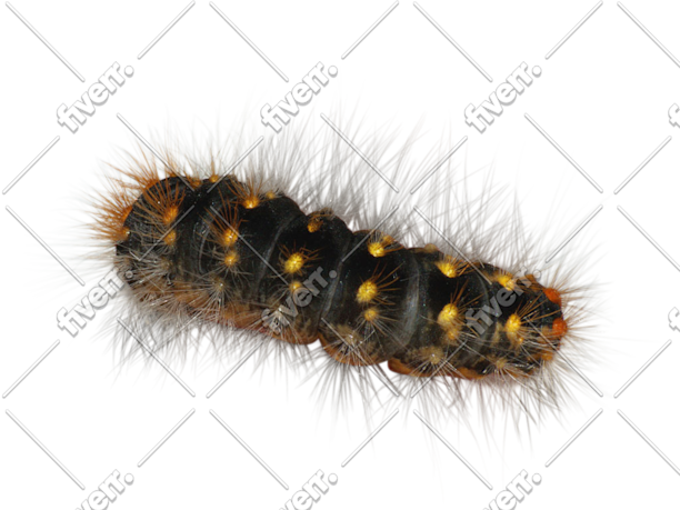 Worksample image
